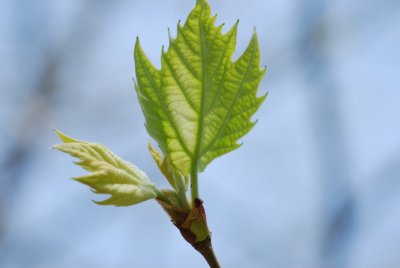 Platanus x hispanica 'Suttneri'- platan javorolistý 'Suttneri' - jarní výhonky